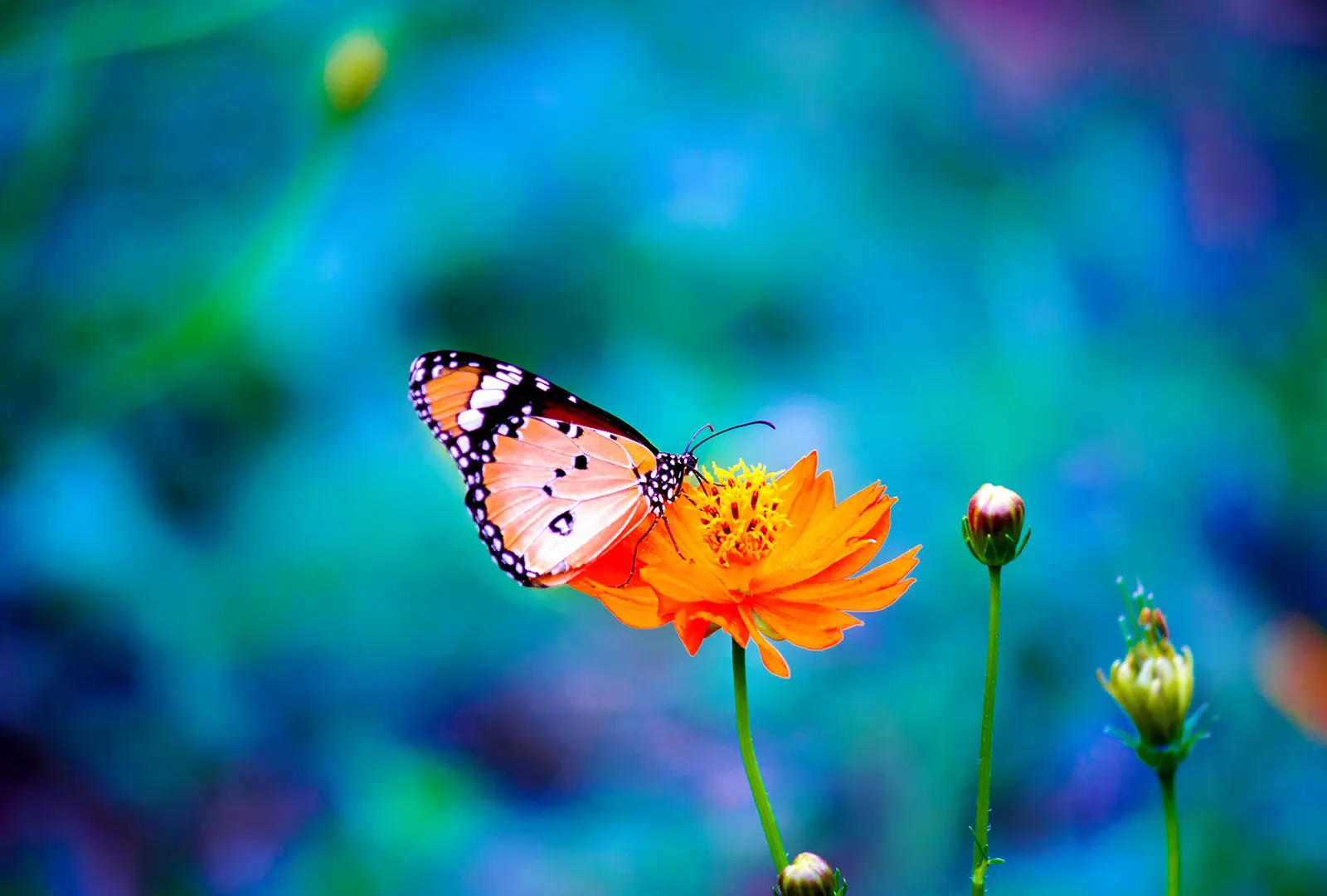 butterfly image